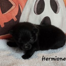 Hermione - Black female Pomeranian puppy in Chelsea, Oklahoma from Kathy's Precious Poms
