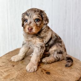 Eeyore - Red merle male Aussiedoodle puppy in Arlington, Washington from Doodle Love Laugh
