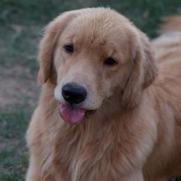 Sequoia - Golden Retriever