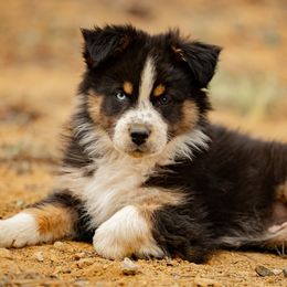 Gandalf - Red tri-color male Australian Shepherd puppy in Buena Vista, Colorado from Wigglebutts Unlimited