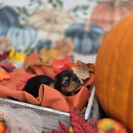 Yorkshire Terrier Puppies from Royal Riff Yorkies