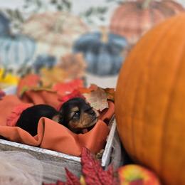 Yorkshire Terrier Puppies from Royal Riff Yorkies