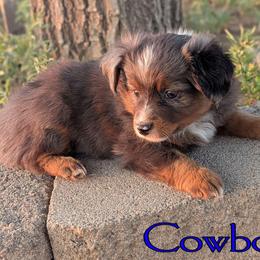 Gru - Blue merle male Toy Australian Shepherd puppy in Mountain Home, Idaho from LJK Boxers & Toy Aussies