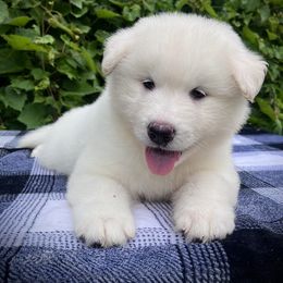 Rufus - White male Alaskan Malamute puppy in Michigan from Warrior’s Legacy Alaskan Malamutes