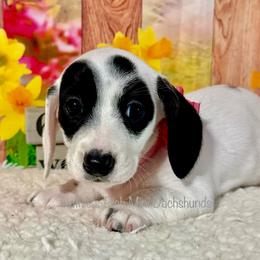Girl two - Black and cream female Dachshund puppy in Lakeland, Florida from Ruthie’s Rich Mini Dachshunds