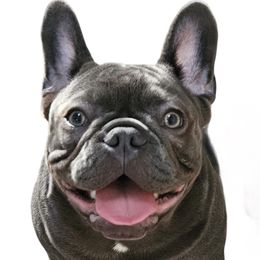 French Bulldog All Grown Up from Jessie's Frenchies