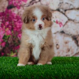 Elton - Red merle male Toy Australian Shepherd puppy in Georgetown, Texas from Minikin Manor