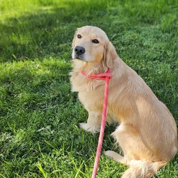 Paprika - Golden Retriever