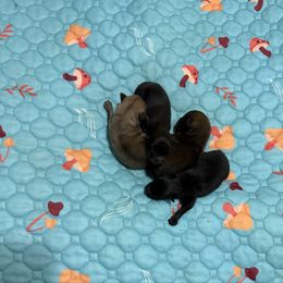 Girl 1 - Black female Pomeranian puppy in Conroe, Texas from Maxi’s Poms, LLC