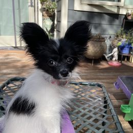 Pippa - Papillon