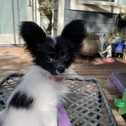 Pippa - Papillon