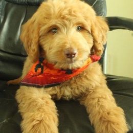 Rigby - Gold male Labradoodle puppy in Apache Junction, Arizona from Loving Doodle