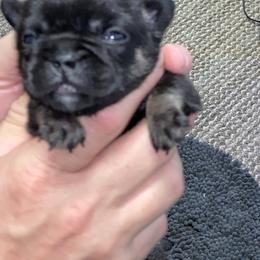 French Bulldog Puppies from Lovemyfrenchies
