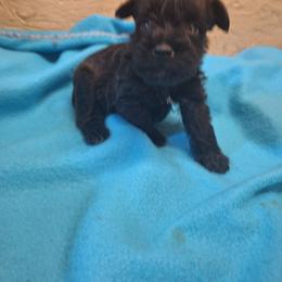 Coal - Black male Miniature Schnauzer puppy in Warrenville, South Carolina from All Paws Pet Resort