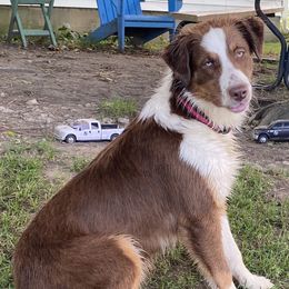 Rose - Australian Shepherd