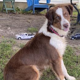 Rose - Australian Shepherd