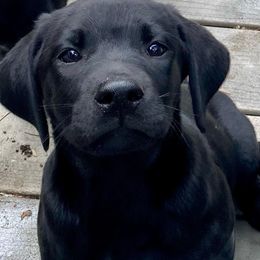 Boy 4 - Black male Labrador Retriever puppy in Mc Arthur, California from Hudson Silverado Bird Dogs