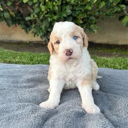 Teddy 3500 - Brown and white male Sheepadoodle puppy in Los Angeles, California from Exquisite Doodles