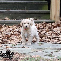 Kelly - Standard F1 - Cream female Goldendoodle puppy in Lebanon, Missouri from Knapp's Paw Prints