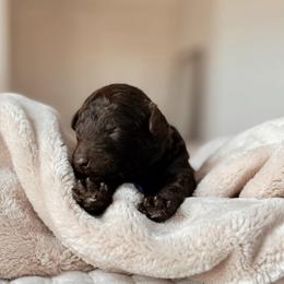Sunday, Girl - Chocolate female Goldendoodle puppy in Maricopa, Arizona from Desert Ridge Doodles