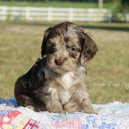 Honey - female Cockapoo puppy in Lowry City, Missouri from Cooper Creek Puppies