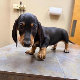 Baby boy - Black and tan male Dachshund puppy in Irving, Texas from DFW Dachshunds by G & S