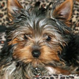 Yorkshire Terrier Puppies from Mustard Seed Meadows