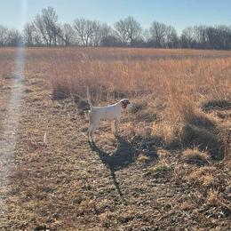 Brittanys, German Shorthaired Pointers, and Labrador Retrievers from SlickRock Retrievers