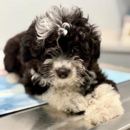 Blue collar toy - Black tri-color male Aussiedoodle puppy in 32046, Florida from River Hill Ranch