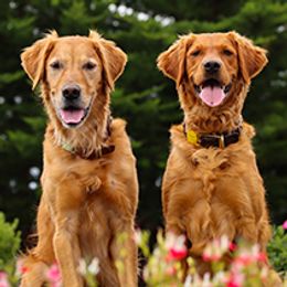 Golden Retrievers from Margold Golden Retrievers