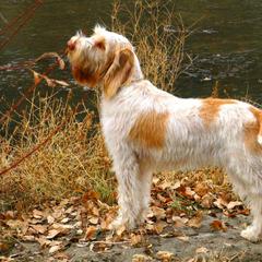 Spinone Italiano All Grown Up from Collina d'Oro Spinoni