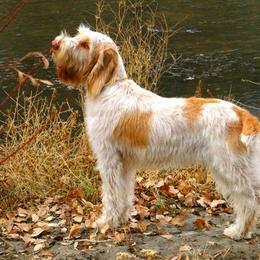 Spinone Italiano All Grown Up from Collina d'Oro Spinoni