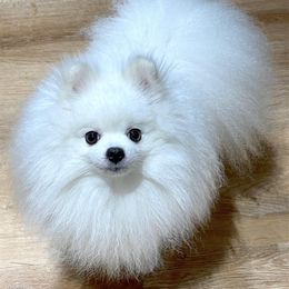 Dewey - Pomeranian