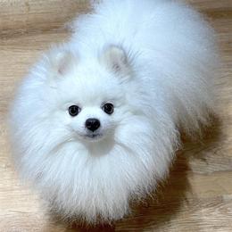 Dewey - Pomeranian