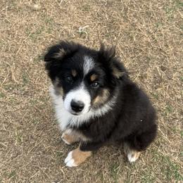Ham - Black tri male Miniature Australian Shepherd puppy in Gatesville, Texas from Southern Promise Aussie’s