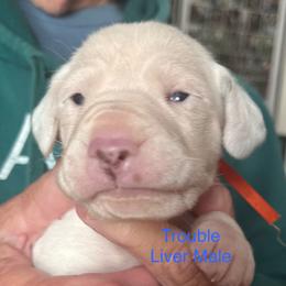 Trouble - White and liver brown male Dalmatian puppy in New Jersey from Prestige Dalmatians