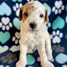 Mr Brown - Parti male Goldendoodle puppy in Lowville, New York from Valley View Doodles