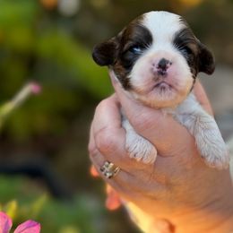 Glinda - Brindle and white female Cavatzu puppy in Saint Paul, Minnesota from Amy’s Puppy Tzu
