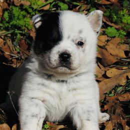 Max - Blue mottled male Australian Cattle Dog puppy in Redding, California from Macushla Kennel