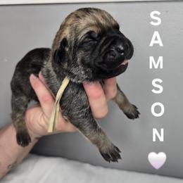 Samson - Gray and fawn male Cane Corso puppy in Elkhart, Indiana from Martins Almighty Cane Corsos