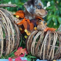 Dachshund and French Bulldog Puppies from ThePuppyVille
