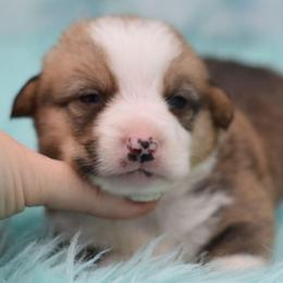 Wyatt - White and red male Pembroke Welsh Corgi puppy in Lithia, Florida from Diamondcrest Inc