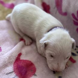 Lavender - White and liver brown female Dalmatian puppy in Hastings, Florida from Love My Spotty Dalmatians