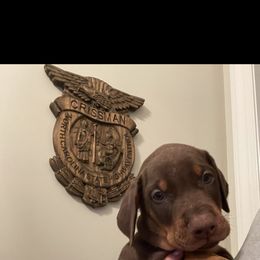 Dachshund and Doberman Pinscher Puppies from Cornerstone Dobermans and Dachshunds