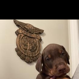 Dachshund and Doberman Pinscher Puppies from Cornerstone Dobermans and Dachshunds