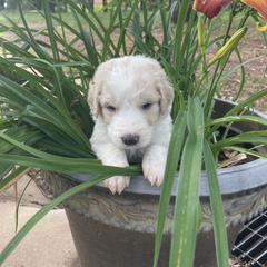 Saint Berdoodle Puppies from Walker Branch Doodles