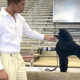 Pomeranians and Poodles from Poodles & Pomeranians of Manila