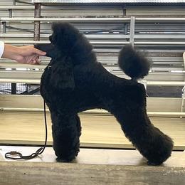 Pomeranians and Poodles from Poodles & Pomeranians of Manila