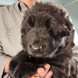 Tinsel - Black female German Shepherd puppy in Columbus, Indiana from Stony Lonesome GSD