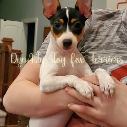 Toy Fox Terrier Puppies from DynAsty Toy Fox Terriers